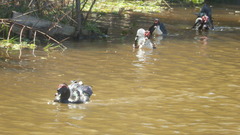 Cairina moschata domestica