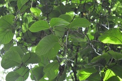 Prestonia mexicana