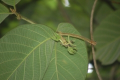 Prestonia mexicana