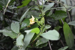 Mandevilla subsagittata