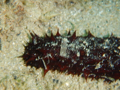 Holothuria tubulosa image