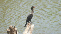 Nannopterum brasilianum