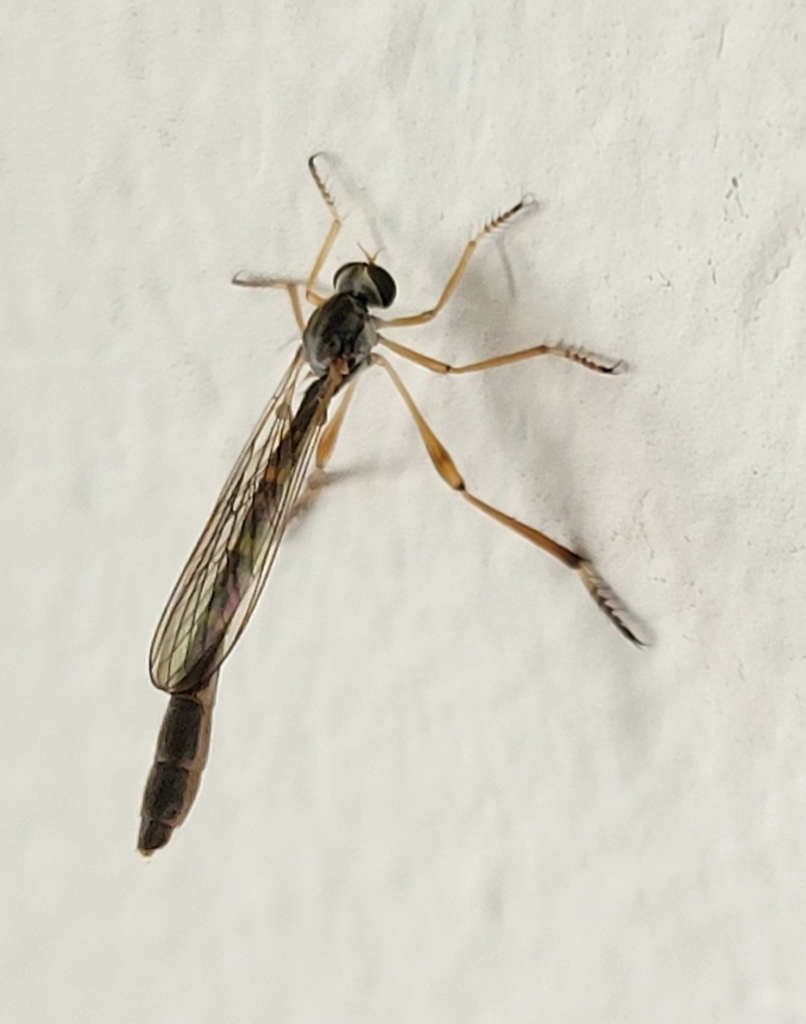 Yellow-legged Pixie from Annapolis, MD, USA on July 7, 2025 at 04:44 PM ...