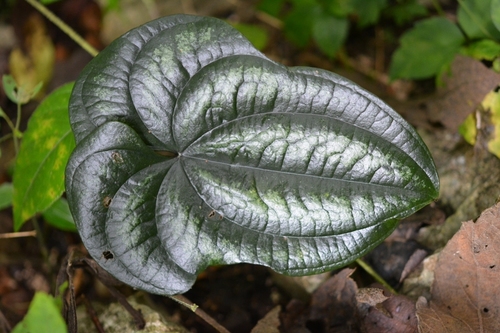 Dioscorea cyanisticta (Dioscorea cyanisticta)