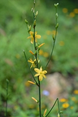 Echeandia breedlovei