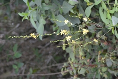 Echeandia breedlovei