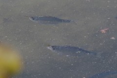 Scardinius hesperidicus