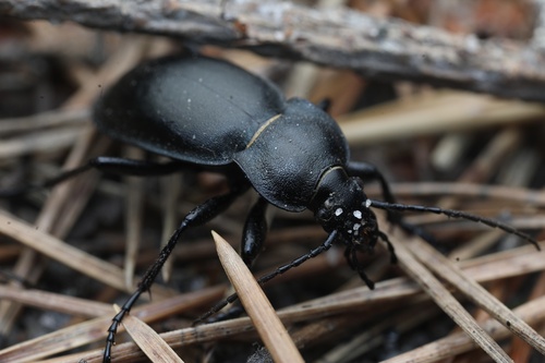 smooth ground beetle