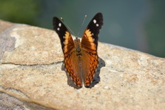 Asterocampa idyja argus