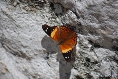 Asterocampa idyja argus