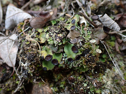 fan pelt lichen