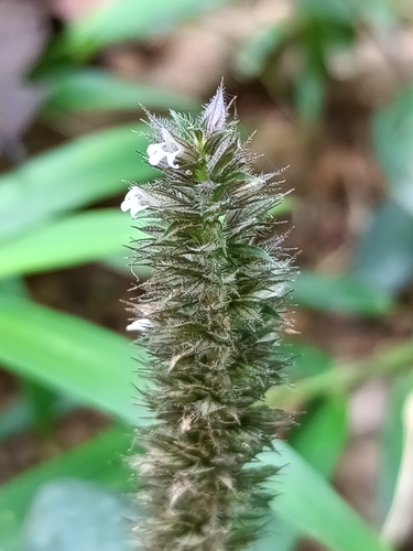 Pata De Gallina (Lepidagathis alopecuroidea)