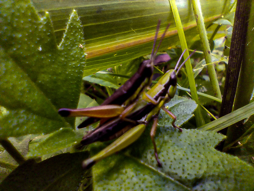Spine-kneed Grasshopper