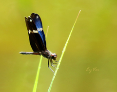 Zenithoptera lanei