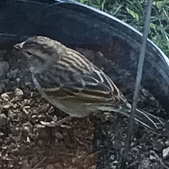 Spizella passerina passerina