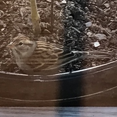 Spizella passerina passerina