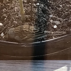 Spizella passerina passerina