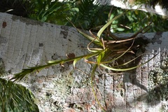 Tillandsia polystachia