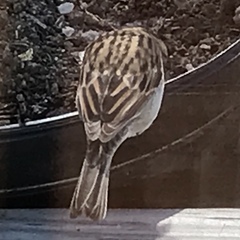 Spizella passerina passerina