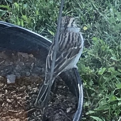 Spizella passerina passerina