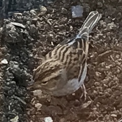 Spizella passerina passerina