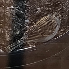 Spizella passerina passerina