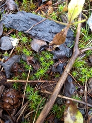 Polytrichum pallidisetum