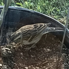 Spizella passerina passerina