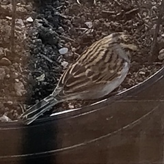 Spizella passerina passerina