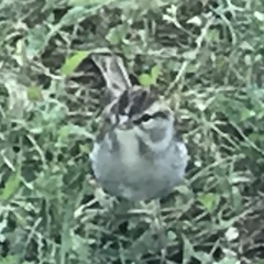 Spizella passerina passerina