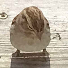 Spizella passerina passerina