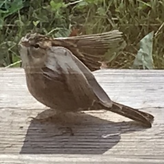 Spizella passerina passerina
