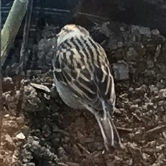 Spizella passerina passerina