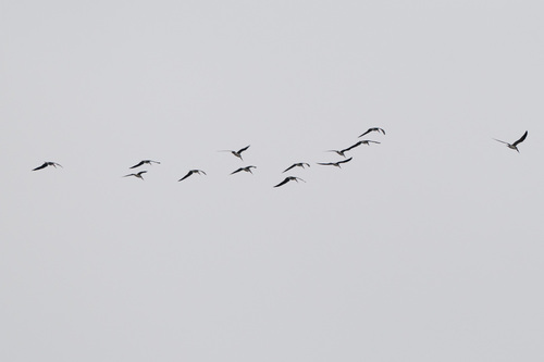 Black Skimmer