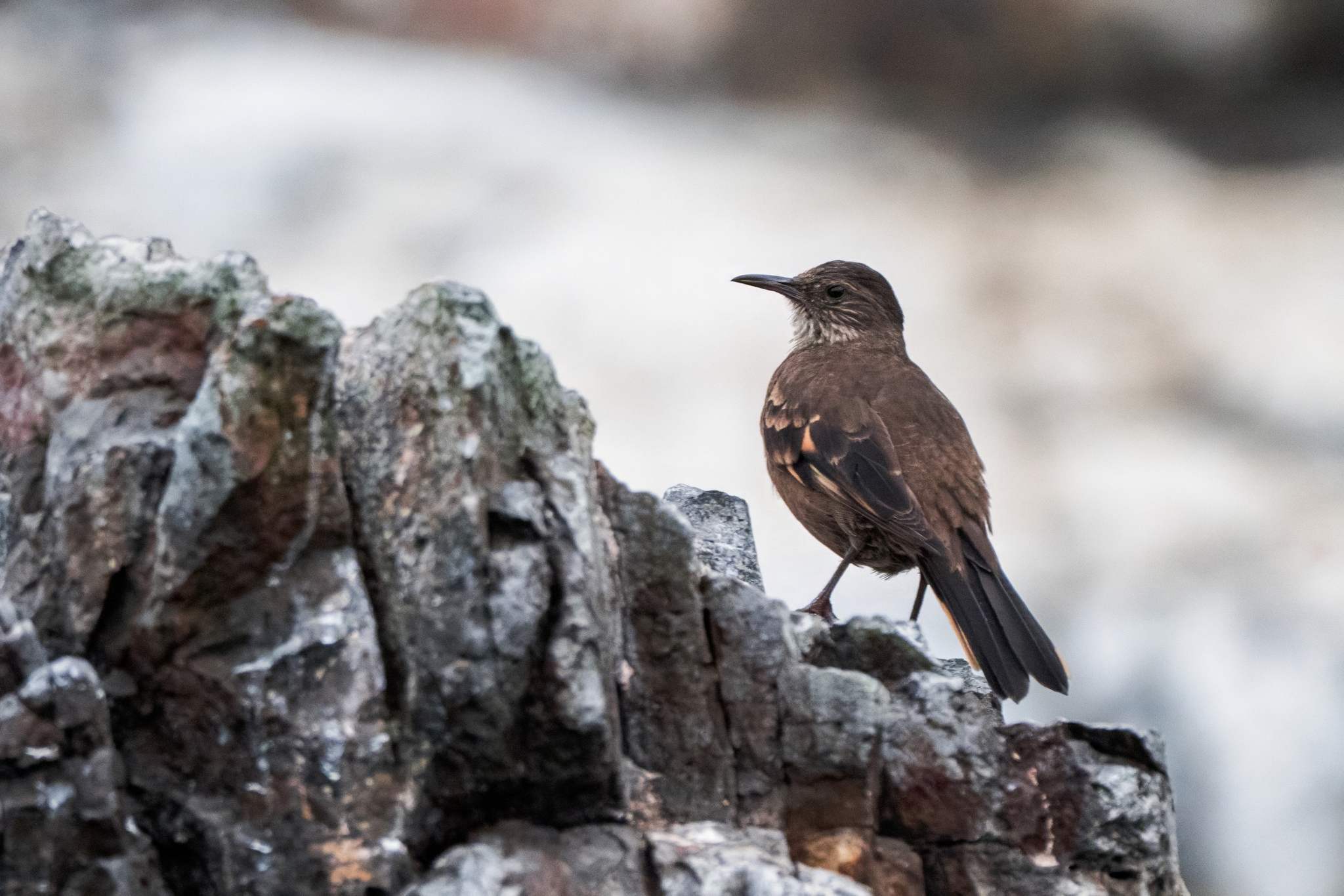 Peruvian Seaside Cinclodes (Cinclodes taczanowskii), photo 4