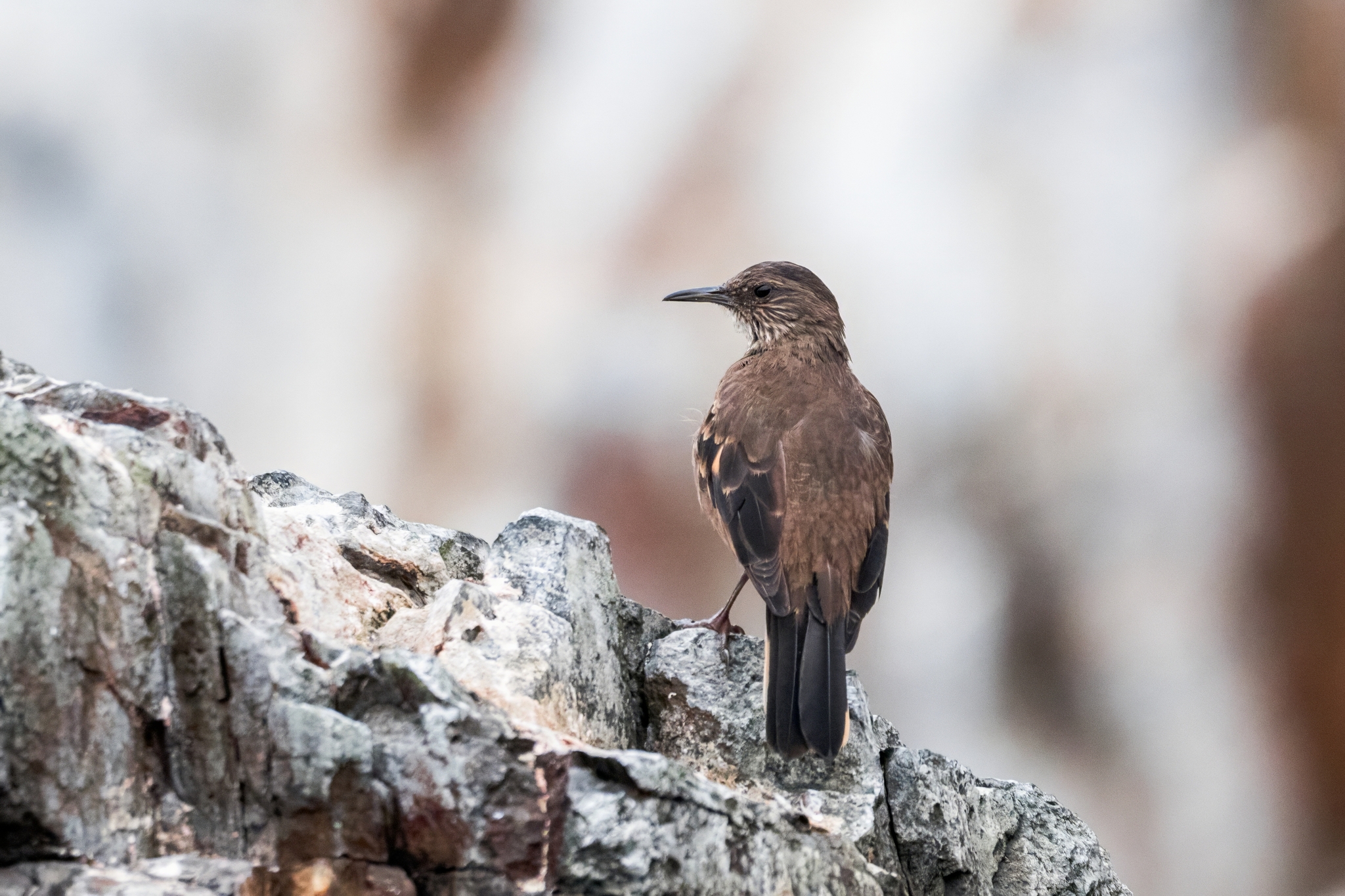 Peruvian Seaside Cinclodes (Cinclodes taczanowskii), photo 5