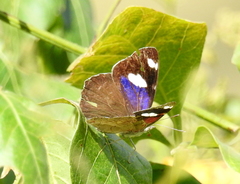 Diaethria bacchis
