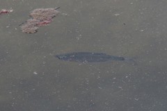 Scardinius hesperidicus