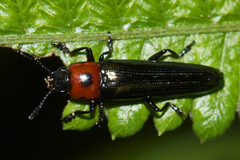 Tetraphala elongata