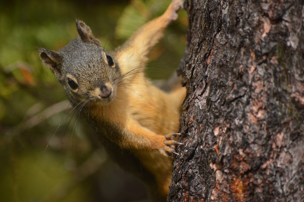 Douglas's Squirrel (Tamiasciurus douglasii)