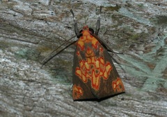 Melese flavimaculata