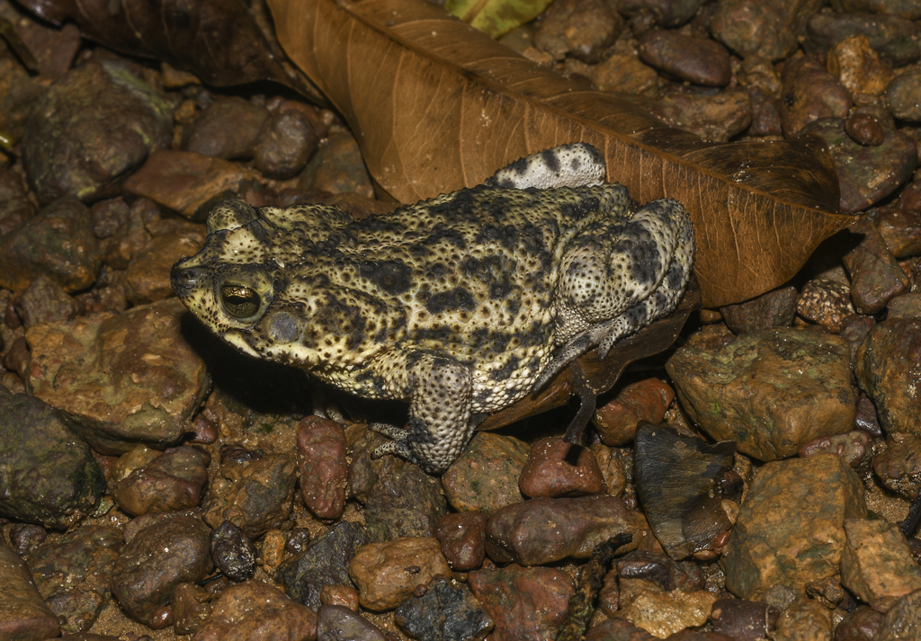 Rhinella nattereri