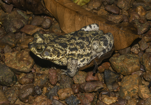 Rhinella nattereri