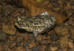 Rhinella nattereri
