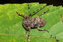 Coptops leucostictica