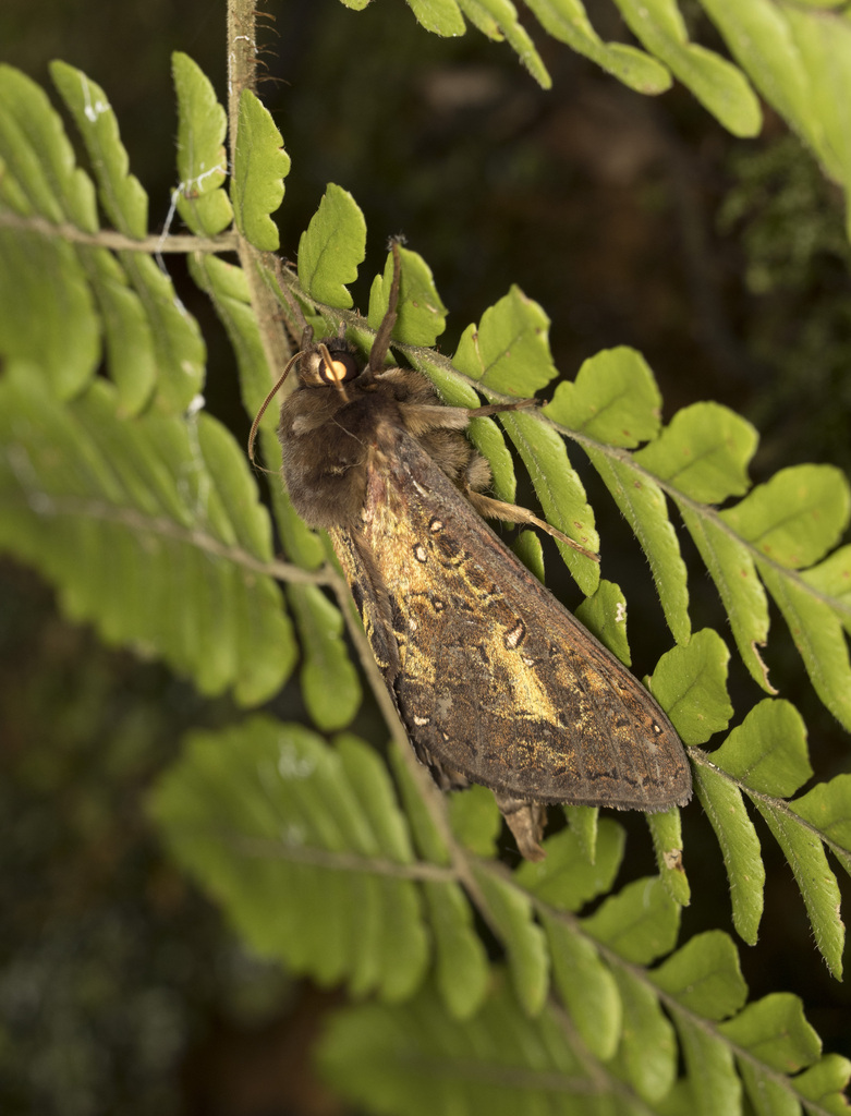Callipielus digitata