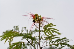 Calliandra houstoniana calothyrsus