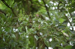 Millettieae