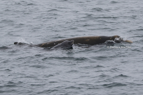 Least Beaked Whale (Berardius minimus) — Near Threatened Mammalia