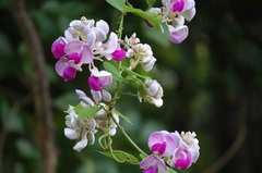 Ramirezella penduliflora